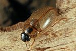 enochrus-quadripunctatus6-foto-altmann