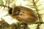enochrus-testaceus-foto-dvorak