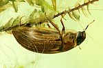 enochrus-testaceus2-foto-dvorak