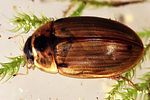 enochrus-testaceus2-foto-eukprague-polacek