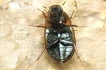 enochrus-testaceus2-foto-koehler