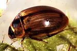 enochrus-testaceus3-foto-eukprague-polacek