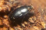 eurosomides-minor2-foto-koehler
