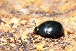 gnathoncus-nannetensis-foto-koehler