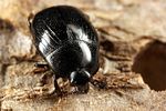gnathoncus-nannetensis2-foto-koehler