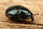 gnathoncus-nannetensis3-foto-koehler