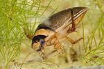 graphoderus-bilineatus-foto-gebert