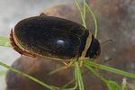 graphoderus-cinereus-foto-faasen