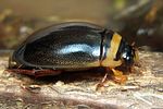 graphoderus-cinereus-foto-koehler