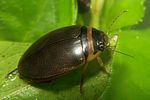 graphoderus-cinereus3-foto-koehler