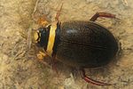 graphoderus-cinereus5-foto-koehler