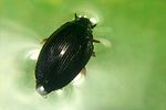 gyrinus-marinus-foto-koehler