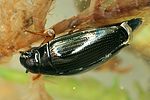 gyrinus-substriatus3-foto-dvorak