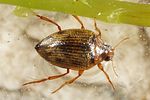 haliplus-fluviatilis-foto-altmann