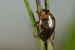 haliplus-fluviatilis-foto-koehler