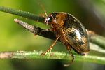 haliplus-fluviatilis2-foto-koehler