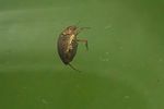 haliplus-immaculatus-foto-koehler