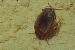 haliplus-mucronatus-foto-martinez