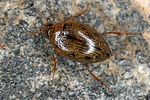 haliplus-ruficollis-foto-altmann