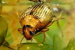 haliplus-ruficollis-foto-dvorak