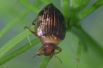 haliplus-ruficollis-foto-faasen