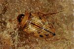haliplus-ruficollis2-foto-altmann