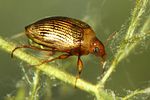 haliplus-ruficollis2-foto-faasen