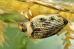 haliplus-ruficollis4-foto-dvorak
