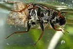 helochares-obscurus-eggs-foto-dvorak