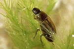 helochares-punctatus-foto-faasen