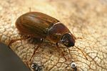 helochares-punctatus2-foto-faasen