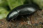helochares-punctatus3-foto-koehler