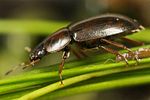 helochares-punctatus4-foto-koehler