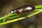 helochares-punctatus5-foto-koehler