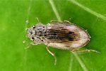 helophorus-aequalis-foto-arentsen