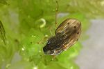 helophorus-aequalis-foto-faasen