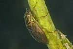 helophorus-aequalis2-foto-faasen