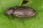 helophorus-aquaticus-foto-altmann