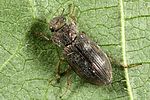 helophorus-aquaticus2-foto-altmann