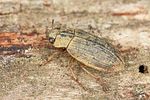 helophorus-aquaticus3-foto-altmann