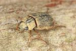 helophorus-aquaticus4-foto-altmann