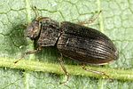 helophorus-aquaticus5-foto-altmann