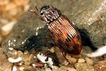 helophorus-arvernicus-foto-koehler