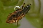 helophorus-brevipalpis-foto-faasen
