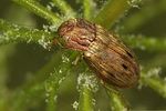 helophorus-grandis-foto-faasen
