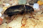 helophorus-grandis-foto-koehler