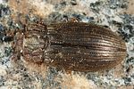 helophorus-grandis2-foto-altmann