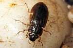 helophorus-grandis2-foto-koehler