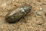 helophorus-grandis3-foto-koehler