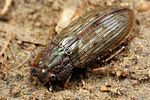 helophorus-grandis4-foto-koehler
